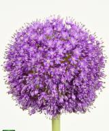 giganteum