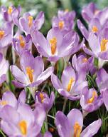 Barr's Purple