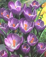 Flower Record
