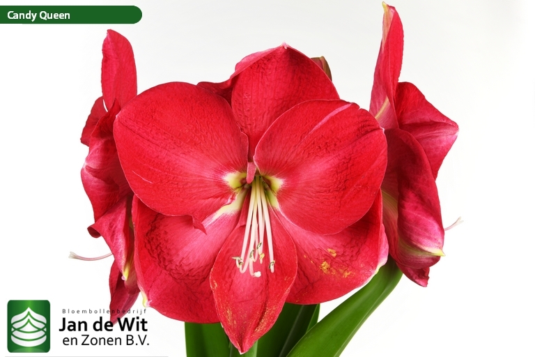 Candy Queen ® Hippeastrum Jan de Wit en Zonen B.V.
