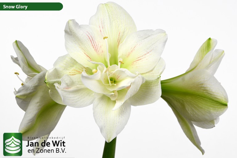 Snow Glory | Hippeastrum | Jan de Wit en Zonen B.V.