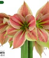 Exotic Star