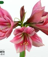 Gervase