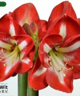 Stargazer ®