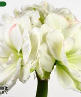 White Amadeus
