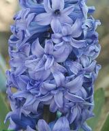 Blue Tango ®