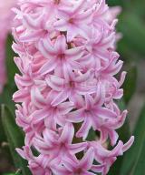 Pink Surprise