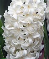 Top White ®