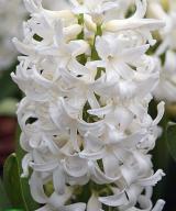 White Pearl