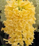 Yellow Queen
