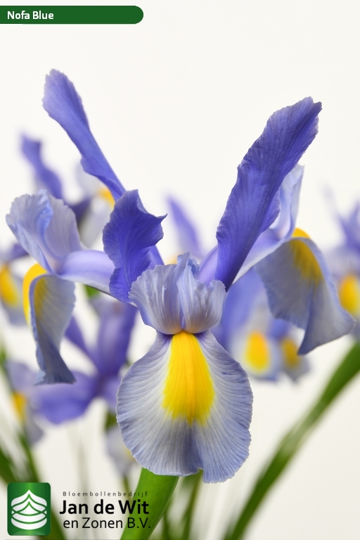 Nofa Blue | Iris | Jan de Wit en Zonen B.V.
