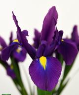 Purple Sensation