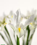 White van Vliet