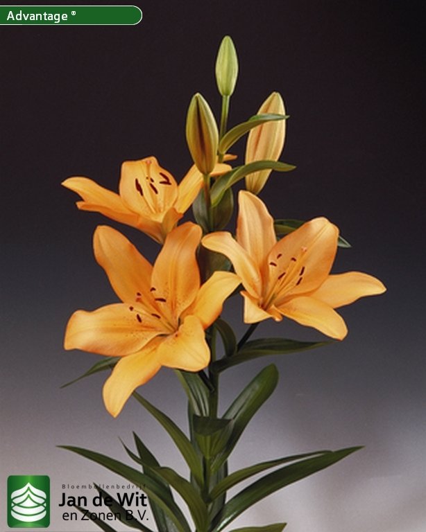 Lilium Advantage ®