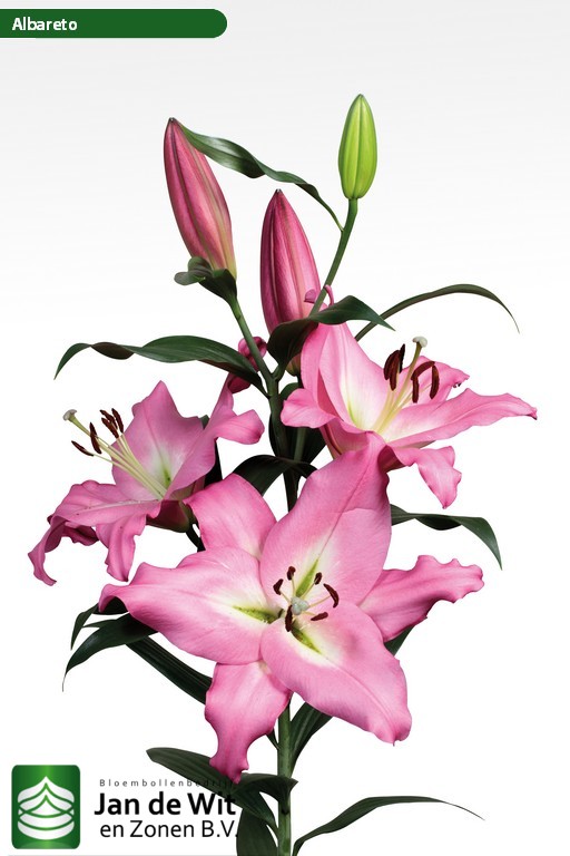Albareto ® Lily Jan de Wit en Zonen B.V.