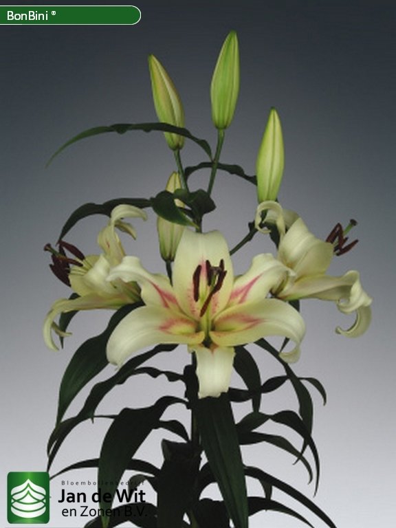 Bonbini ® | Lily | Jan de Wit en Zonen B.V.