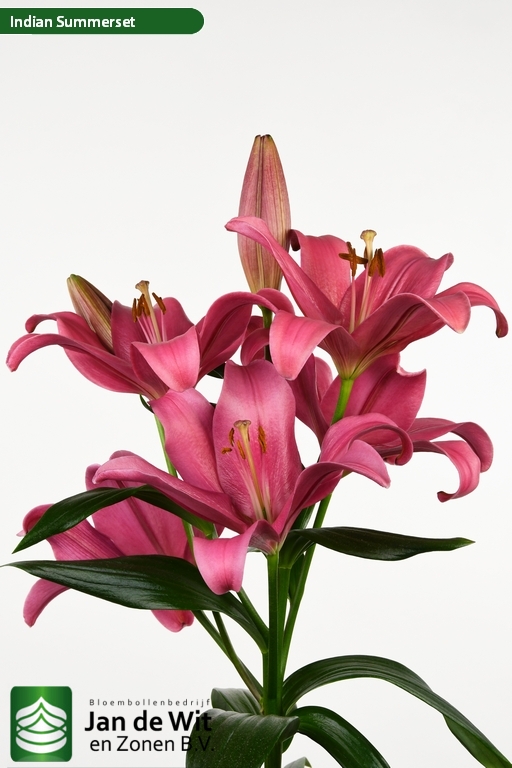 Indian Summerset ® | Lilie | Jan de Wit en Zonen B.V.