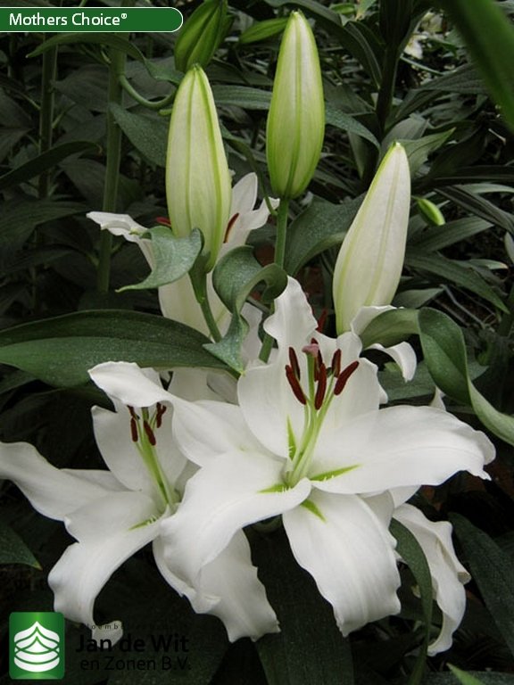 Mothers Choice | Lily | Jan de Wit en Zonen B.V.