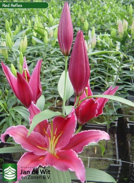 Red Reflex ® Лілія Jan de Wit en Zonen B.V.