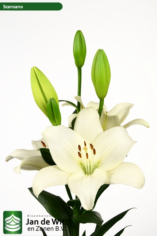 Scansano ® | Lily | Jan de Wit en Zonen B.V.