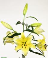 Conca d'Or ®