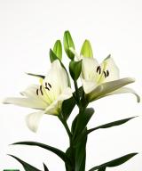 White Charm ®