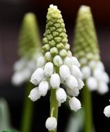 Baby's Breath