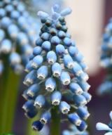 Blue Magic ®