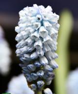 azureum