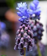 latifolium
