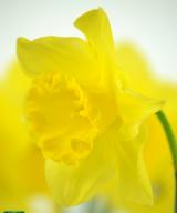 Narcissus Arkle