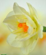 Flower Drift