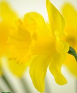 Narcissus Arkle