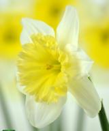 Ice Follies