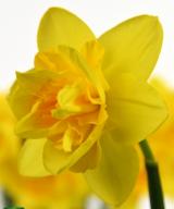 Queen's Day