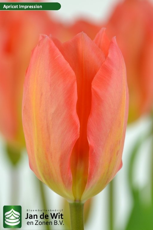 Tulipa Apricot Impression ®.