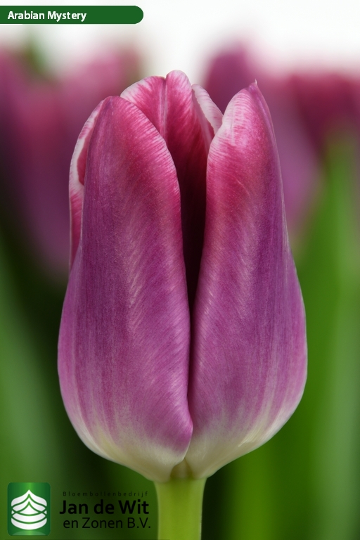 Arabian Mystery Tulip Jan de Wit en Zonen B.V.