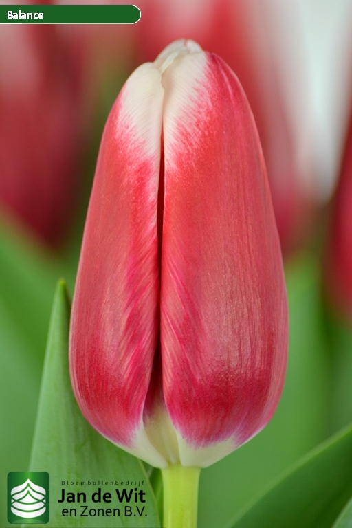 Tulipa Balance