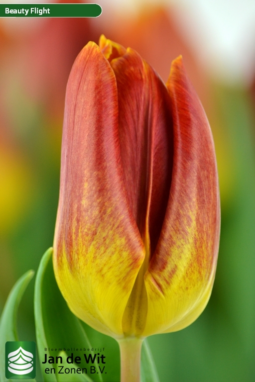 Tulipa Beauty Flight