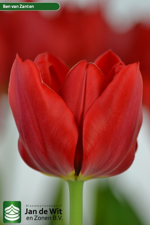 Tulipa Ben van Zanten