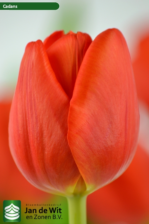 Tulipa Cadans ®