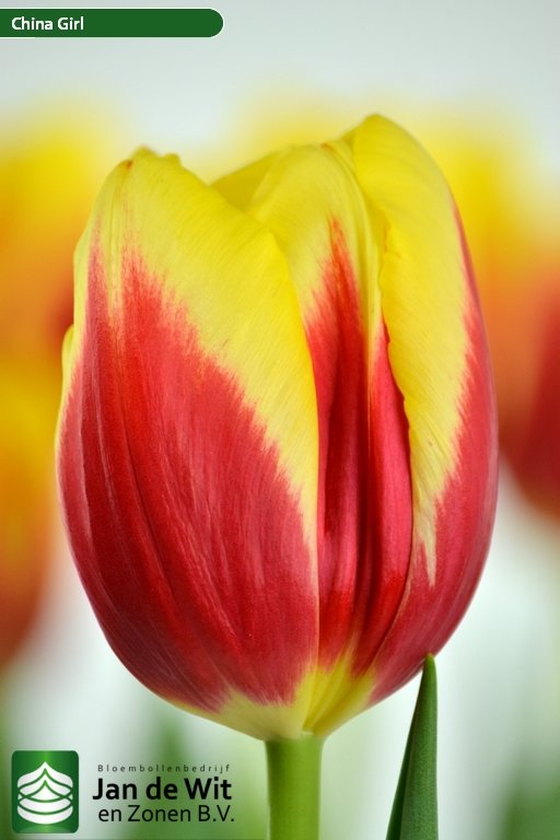 Tulipa China Girl
