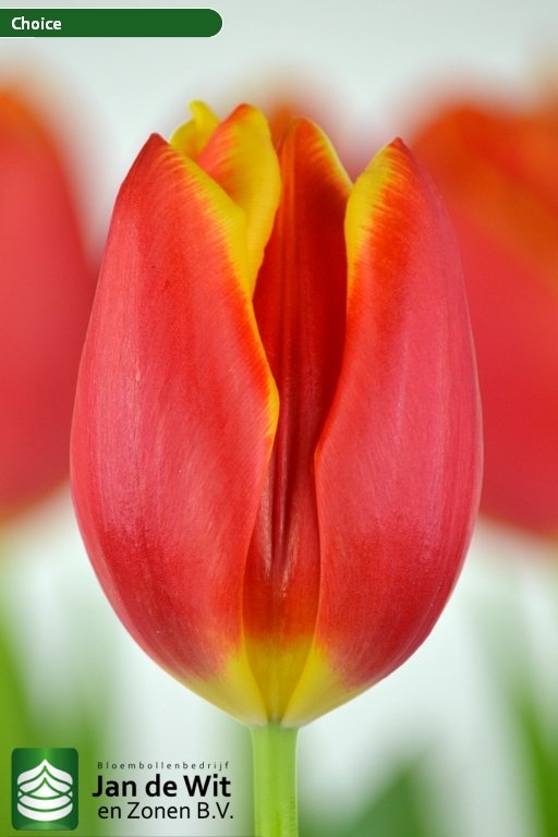 Tulipa Choice ®