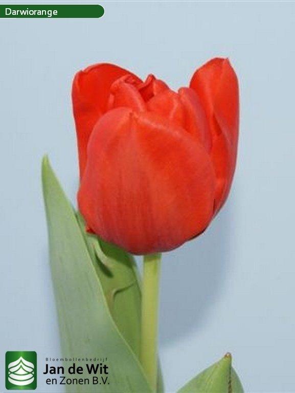 Darwiorange | チューリップ | Jan de Wit en Zonen B.V.
