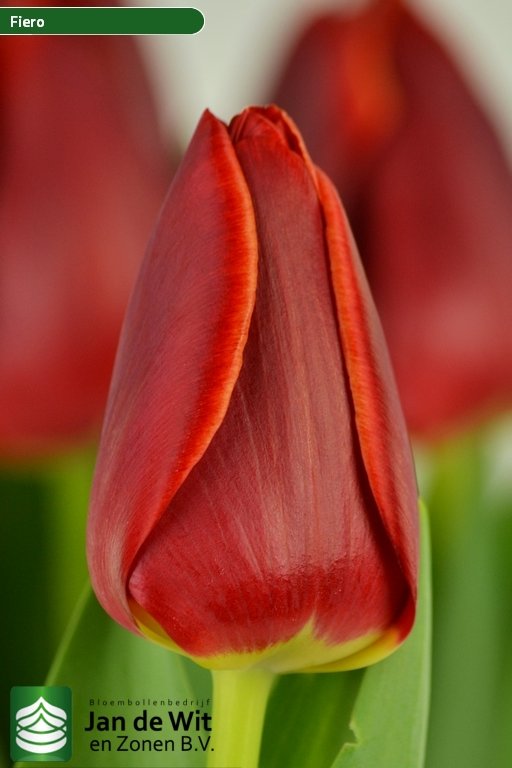 Tulipa Fiero