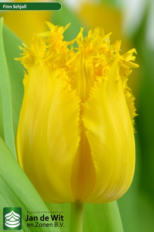 Tulipa Finn Schjoll