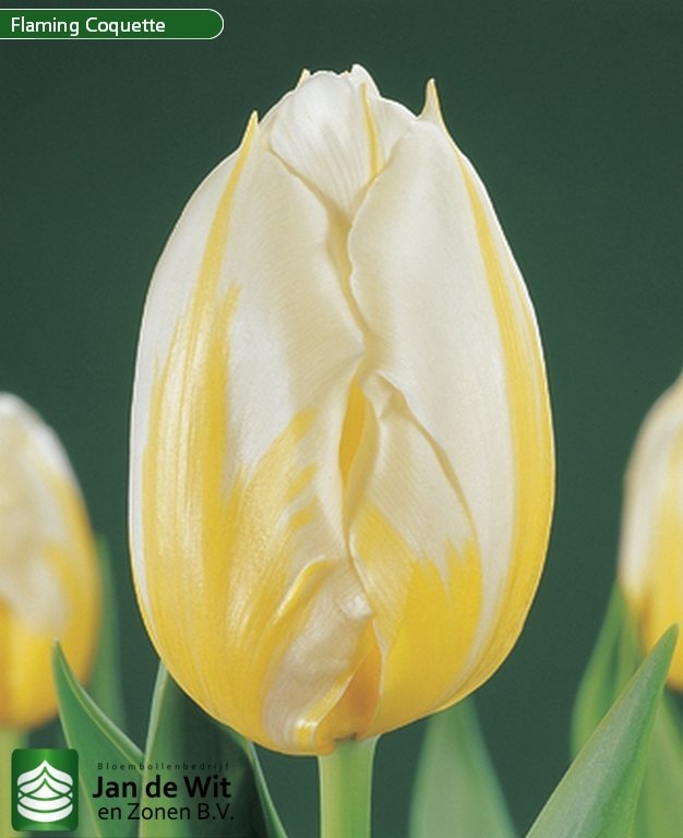 Flaming Coquette ® | Tulip | Jan de Wit en Zonen B.V.