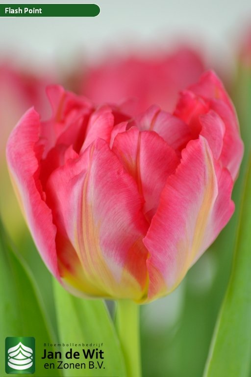 Tulipa Flash Point ®