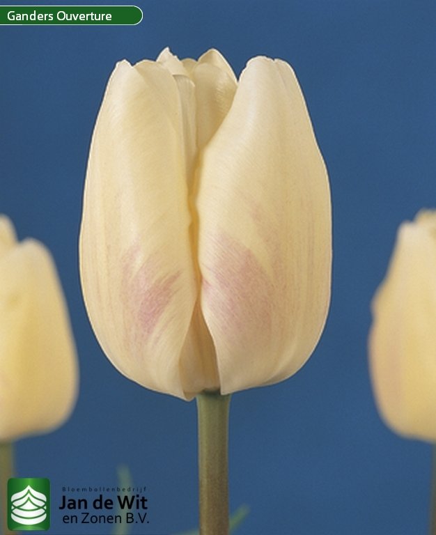 Gander's Ouverture | チューリップ | Jan de Wit en Zonen B.V.