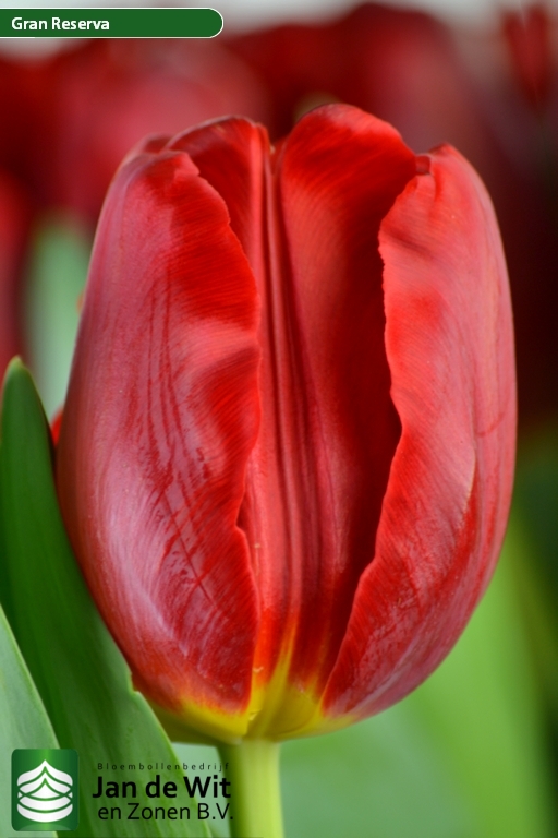 Tulipa Gran Reserva